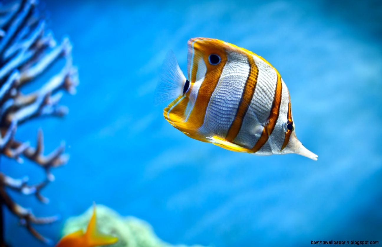 Copperband HD Wallpapers for