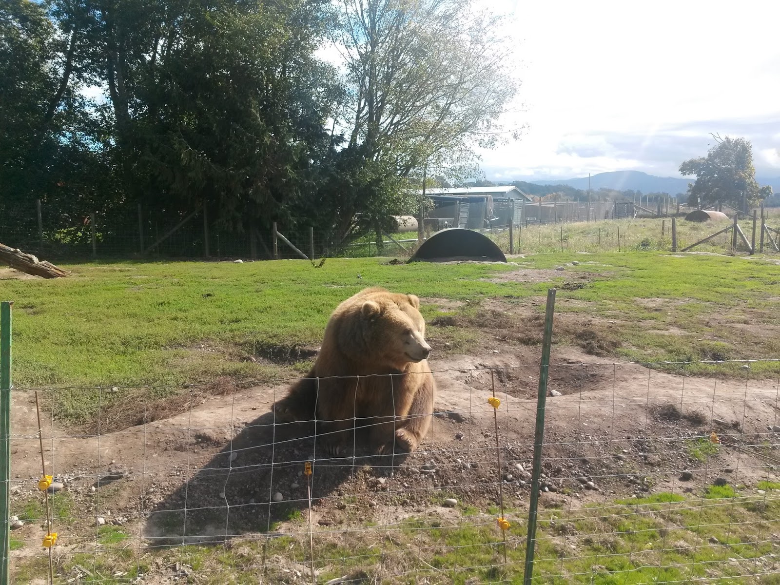 Pictures from the Olympic Game Farm in Sequim back in September