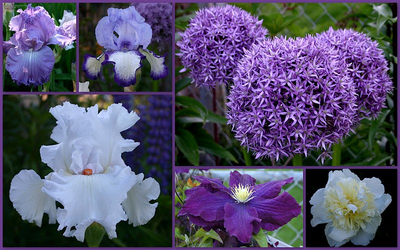 GARDENING BASICS "POOR SOIL = POOR FLOWERS Sowing the Seeds