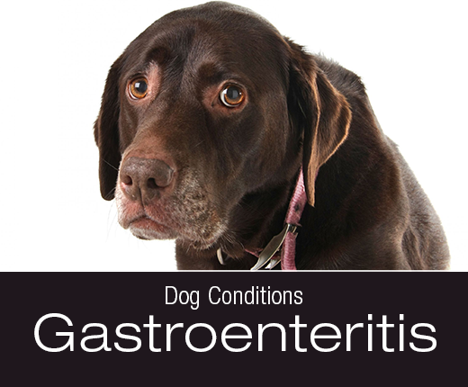 Dog Conditions: Gastroenteritis is when ...
