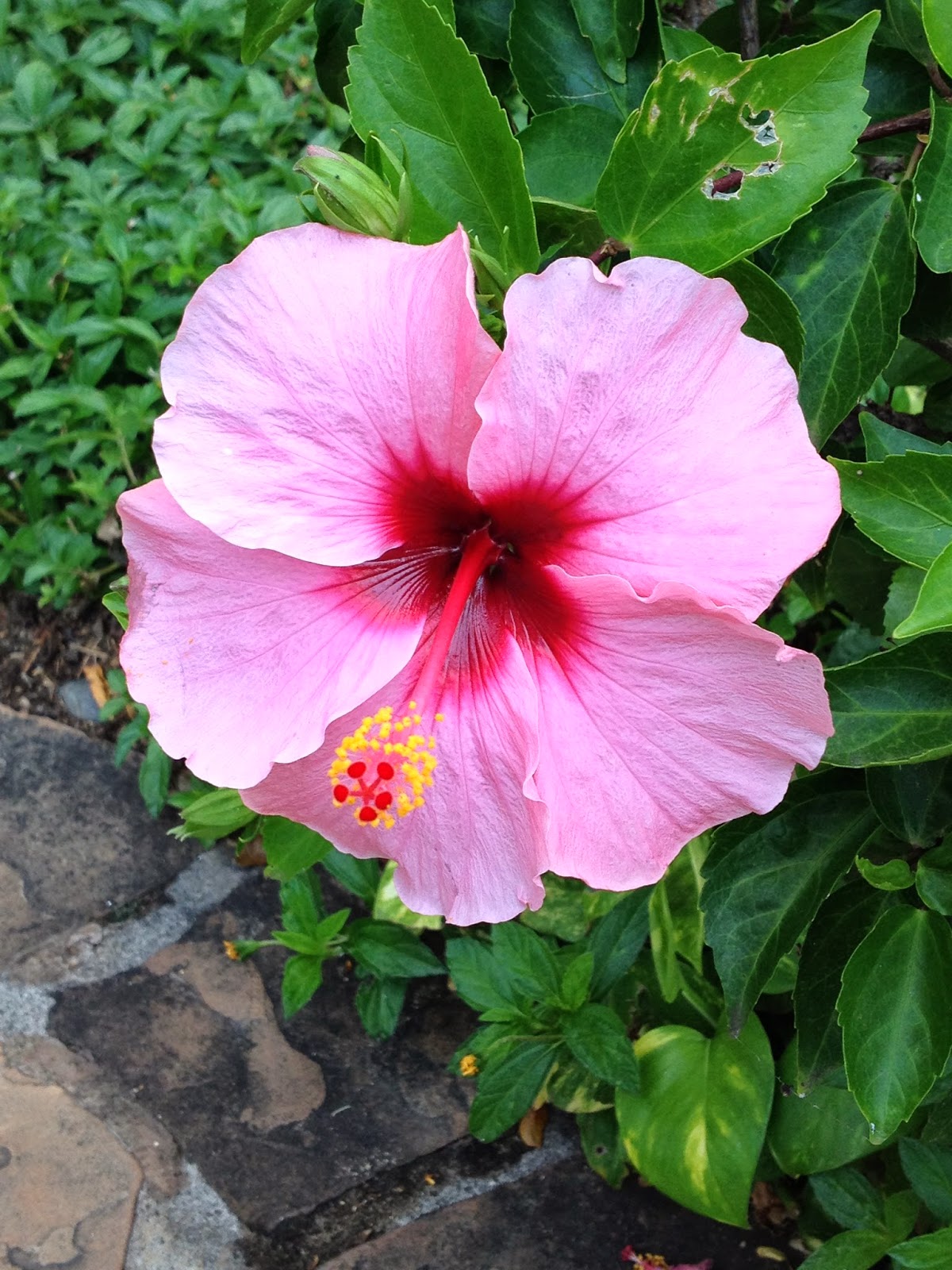 Tabby Talk Flowers in Maui