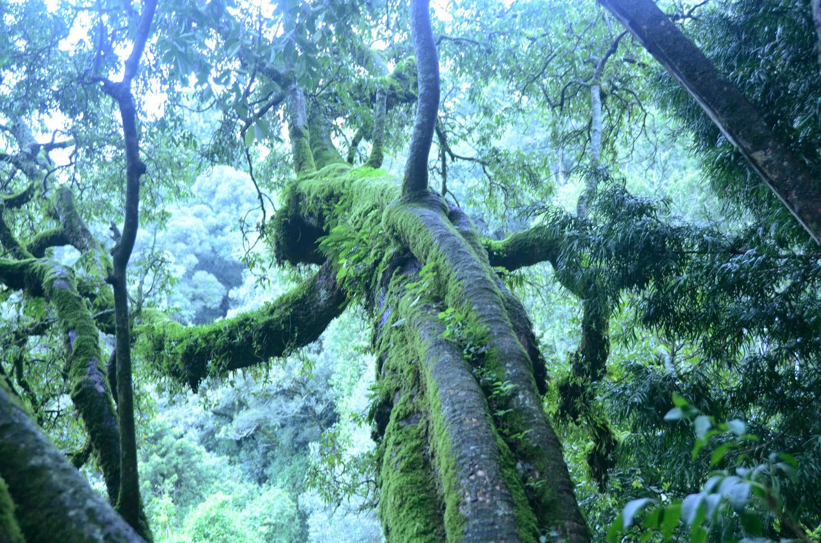 A Year Teaching in Kenya: Mt Elgon