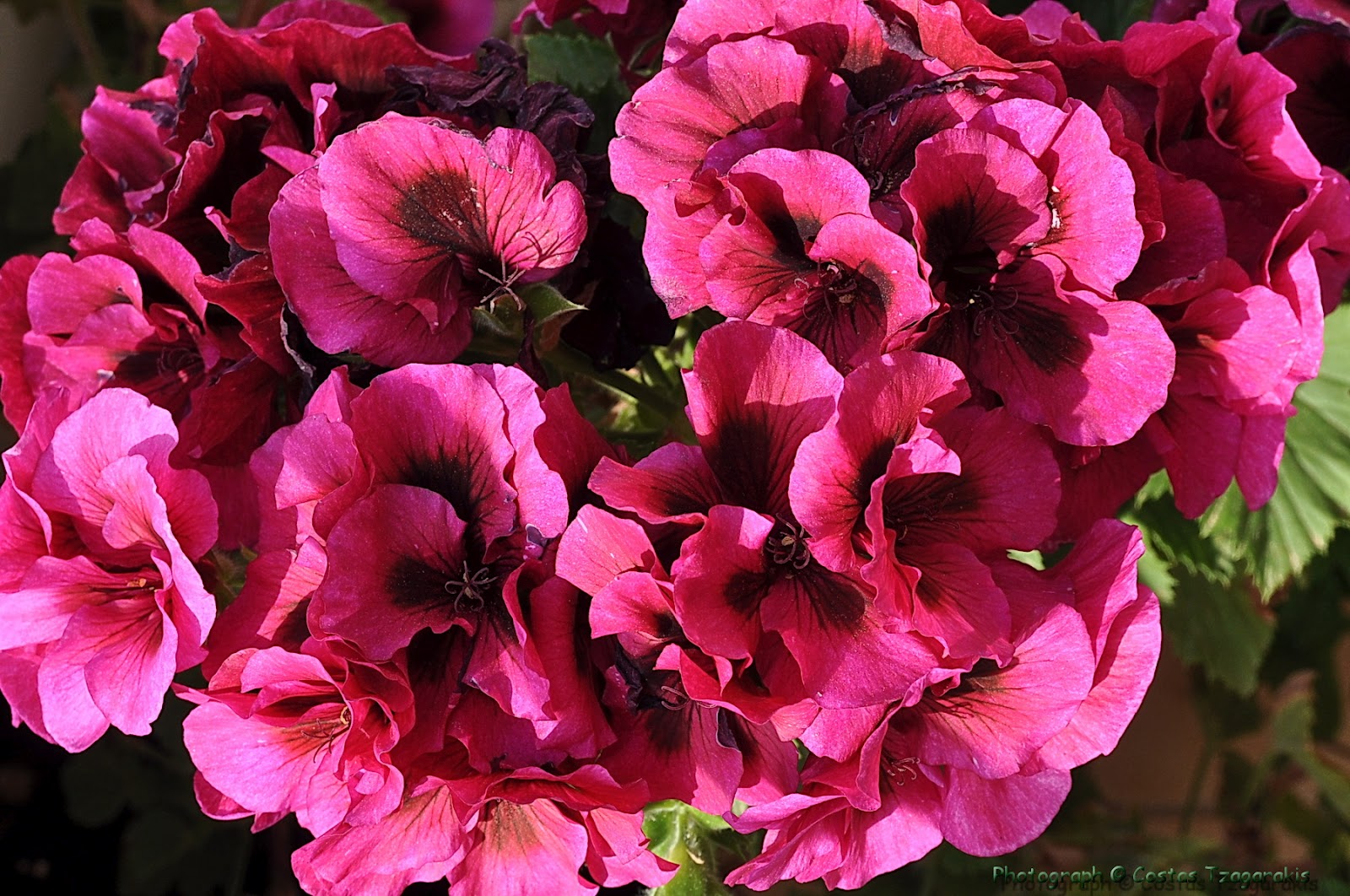 Nature Digital Flowers never end... Τα λουλούδια δεν τελειώνουν ποτέ...