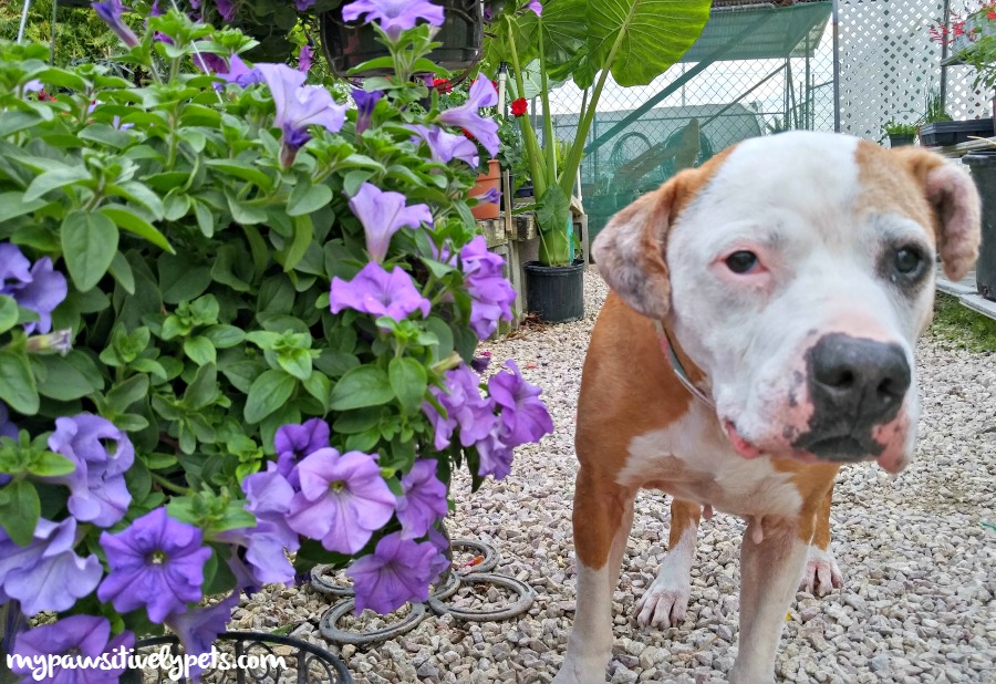 is rosemary safe for dogs what to plant for a friendly garden pawsitively pets is rosemary safe for dogs what to plant for a friendly garden pawsitively pets
