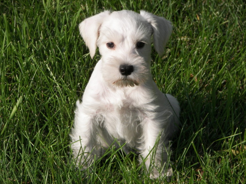 Cute Puppy Dogs White Miniature Schnauzer Puppies