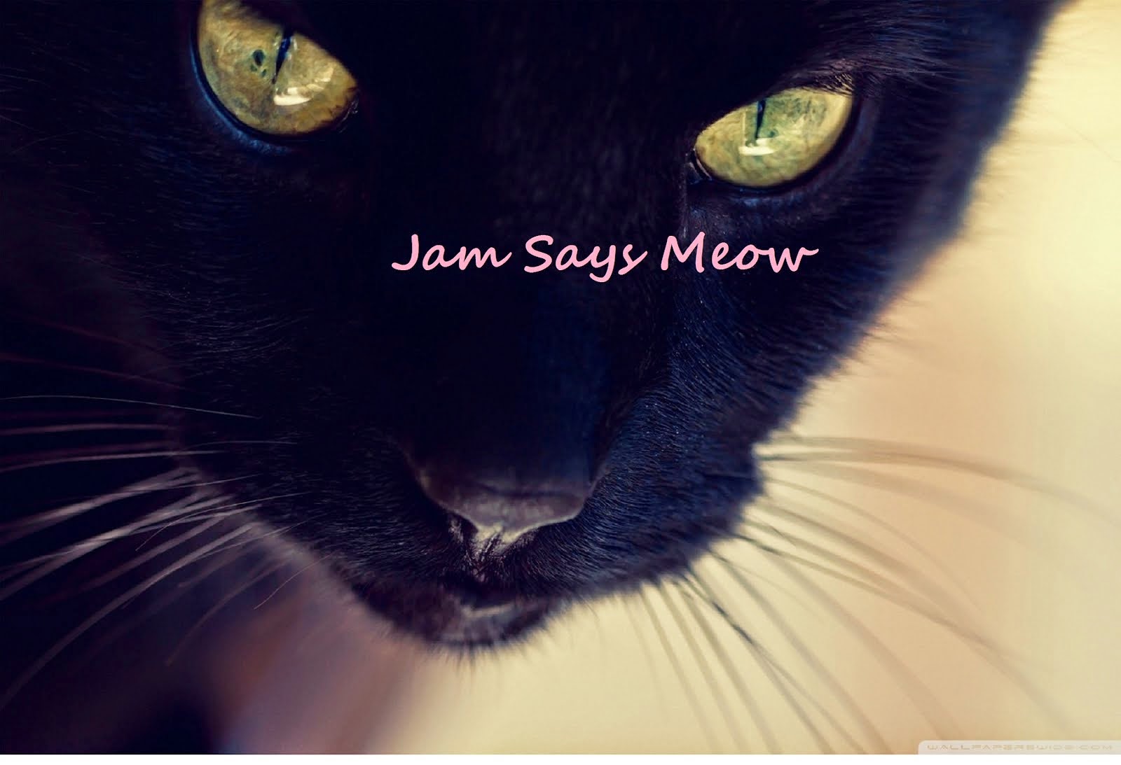 Jam Says Meow