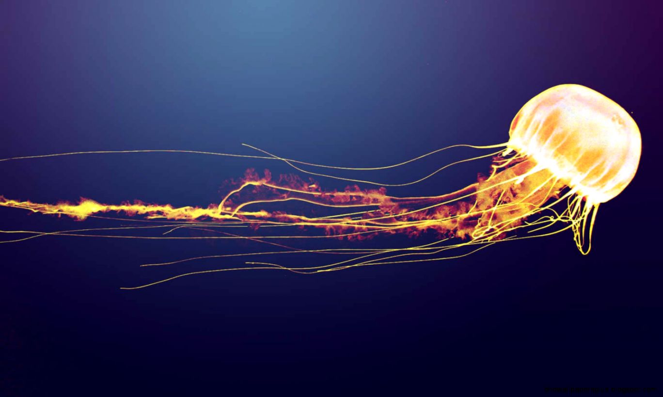 Jellyfish HD Wallpaper  Full HD Pictures