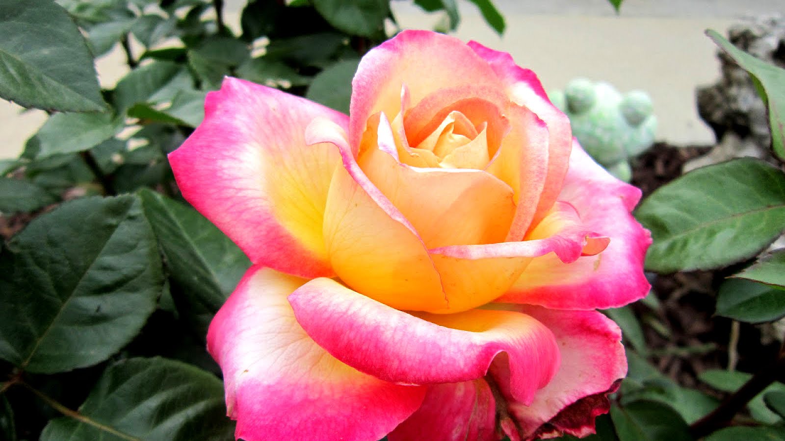 Yellow And Pink Roses Name Pink Choices