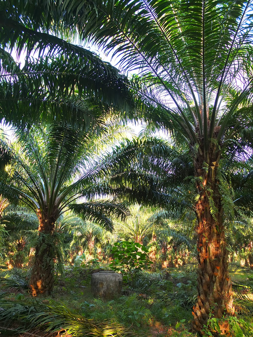 В какой природной зоне растет пальма. Масличная Пальма Сочи. Масличная Пальма природная зона. Масличная Пальма гроздья. Масличная Пальма Батуми.
