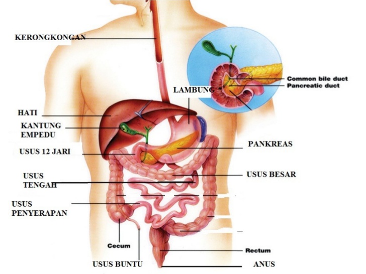 Organ Organ Sistem Pencernaan Manusia Biologi Edukasi Belajar Sains Biologi