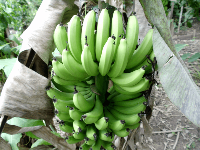 Banana (Musa spp.) Banana (Musa spp.)