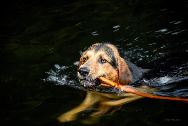 Perro pastor aleman nadando