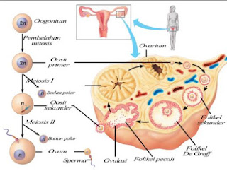 Pengertian atau Definisi dari Gametogenesis, Spermatogenesis dan Oogenesis yang Terjadi Pada Manusia