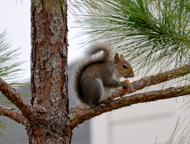 Squirrel on a pine tree