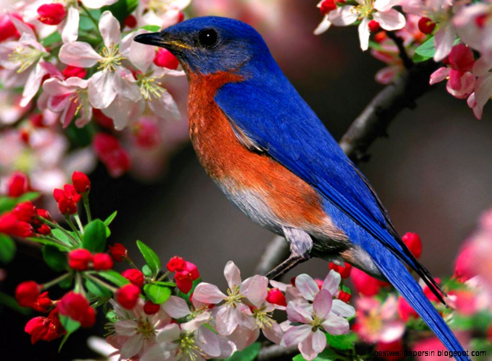 Beautiful Blue Bird