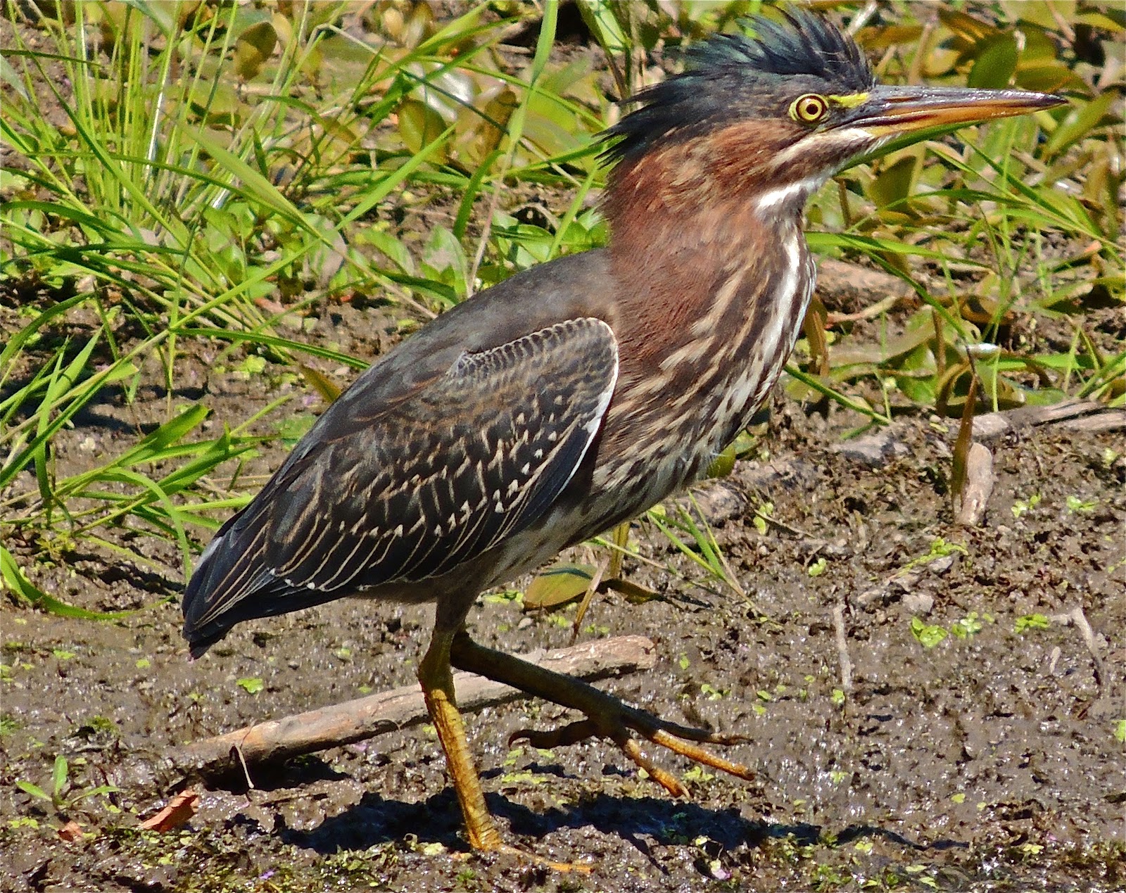 Gale's Photo and Birding Blog Immature Green Heron