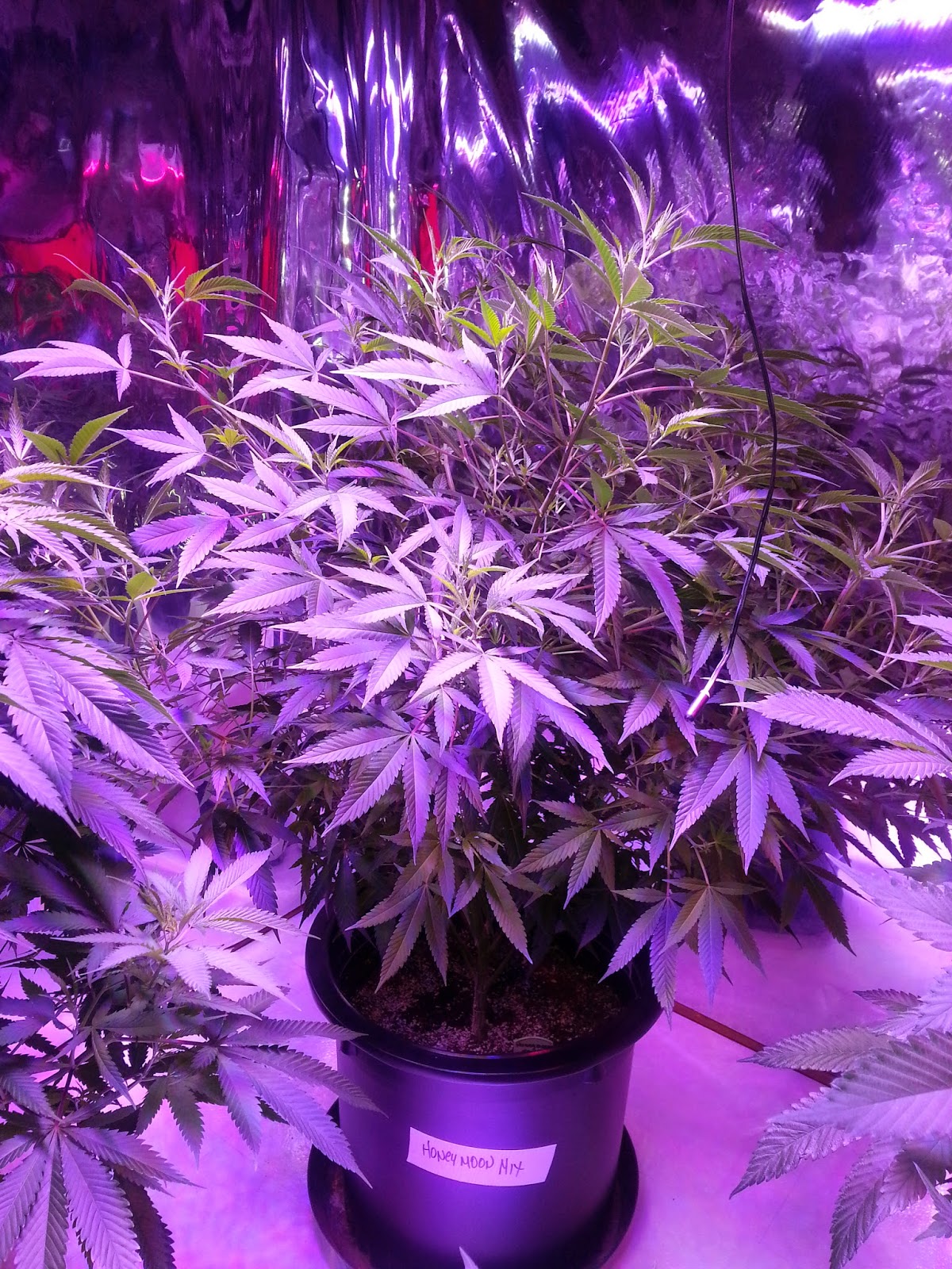 Eternally Dazed and Confused New Grow Journal!! 1st day