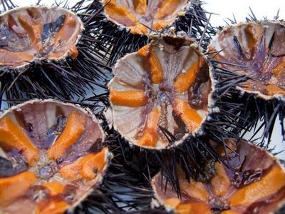 Vietnamese Sea Urchins2