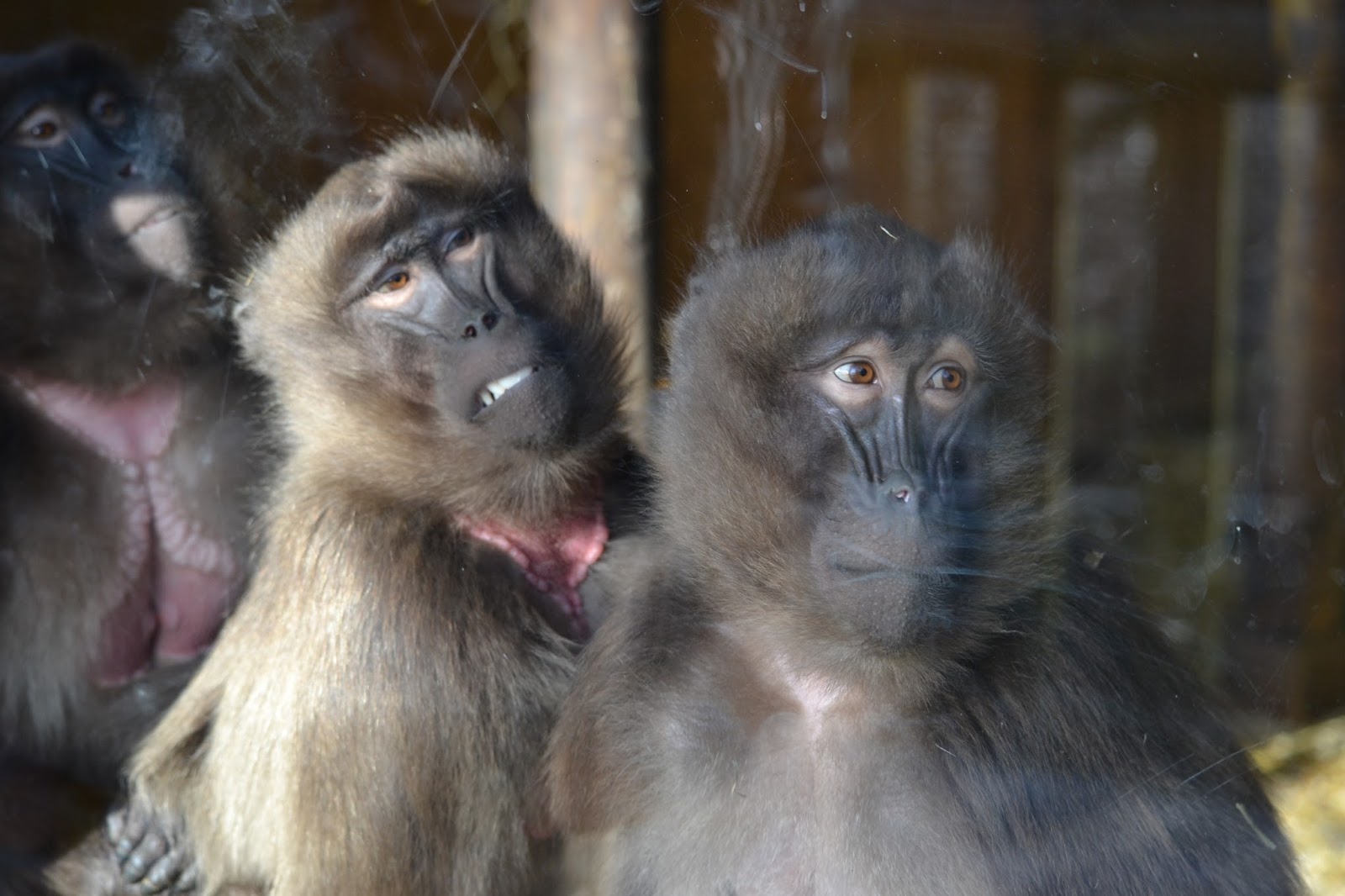 edinburgh zoo baboon faces
