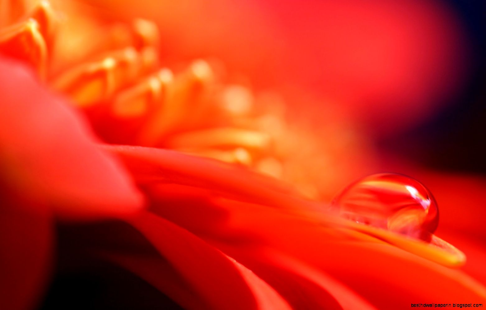 Macro Photography   Close up photos of water drops on Flower