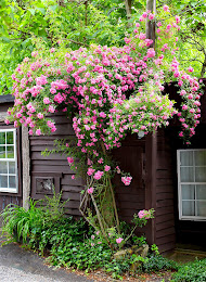 Climbing Rose