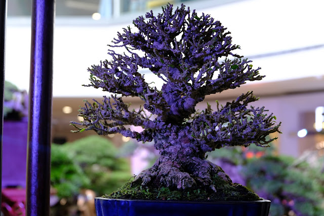 hibiscus taiwan bonsai tree