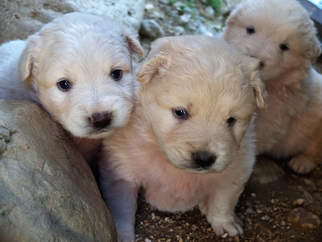 Cane Pastore Abruzzese Percorsi Selvaggi