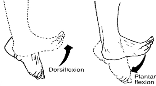 Flexion Extension Plantar Flexion Dorsiflexion