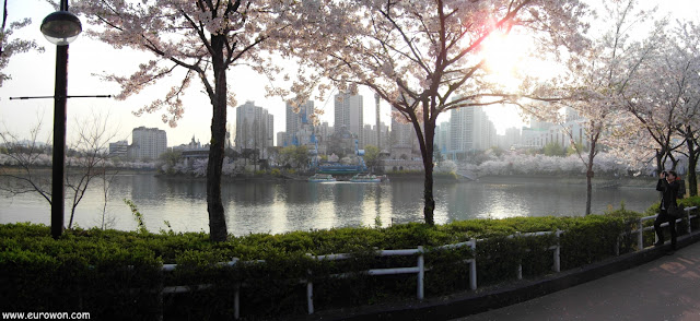 Lago Seokchon rodeado de cerezos en flor