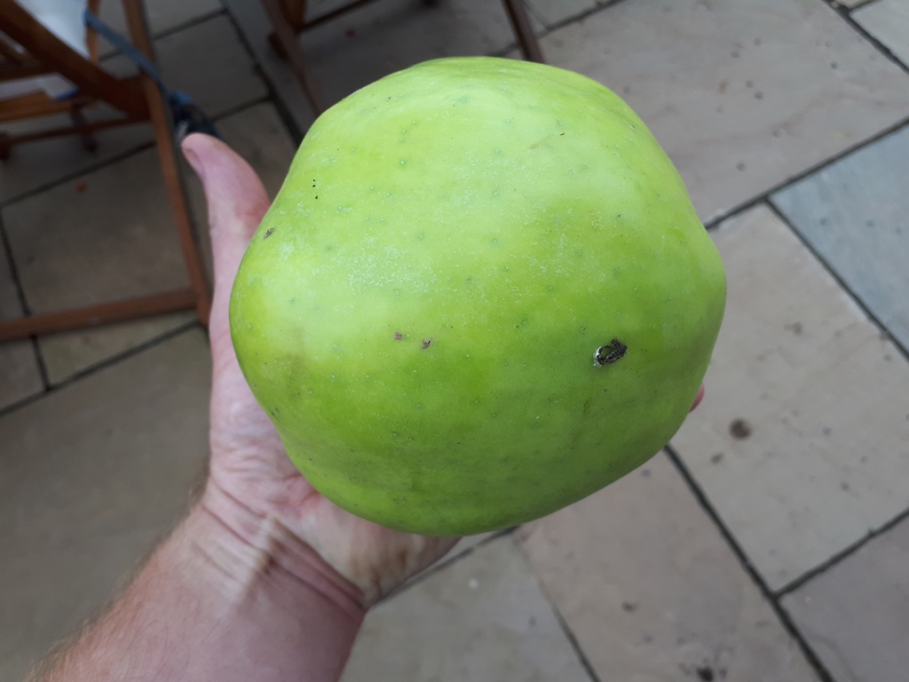 An English Homestead Warner's King Cooking Apple