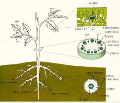 capilares y vasos conductores de las plantas