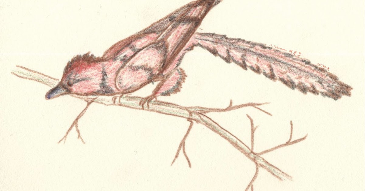 accurate archaeopteryx