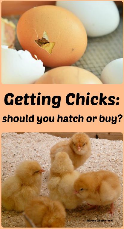 Chicks Gettin