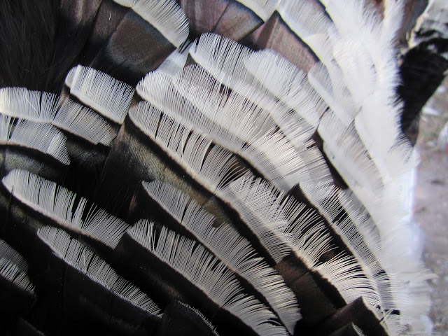 Gould's turkeys are covered in white feathers