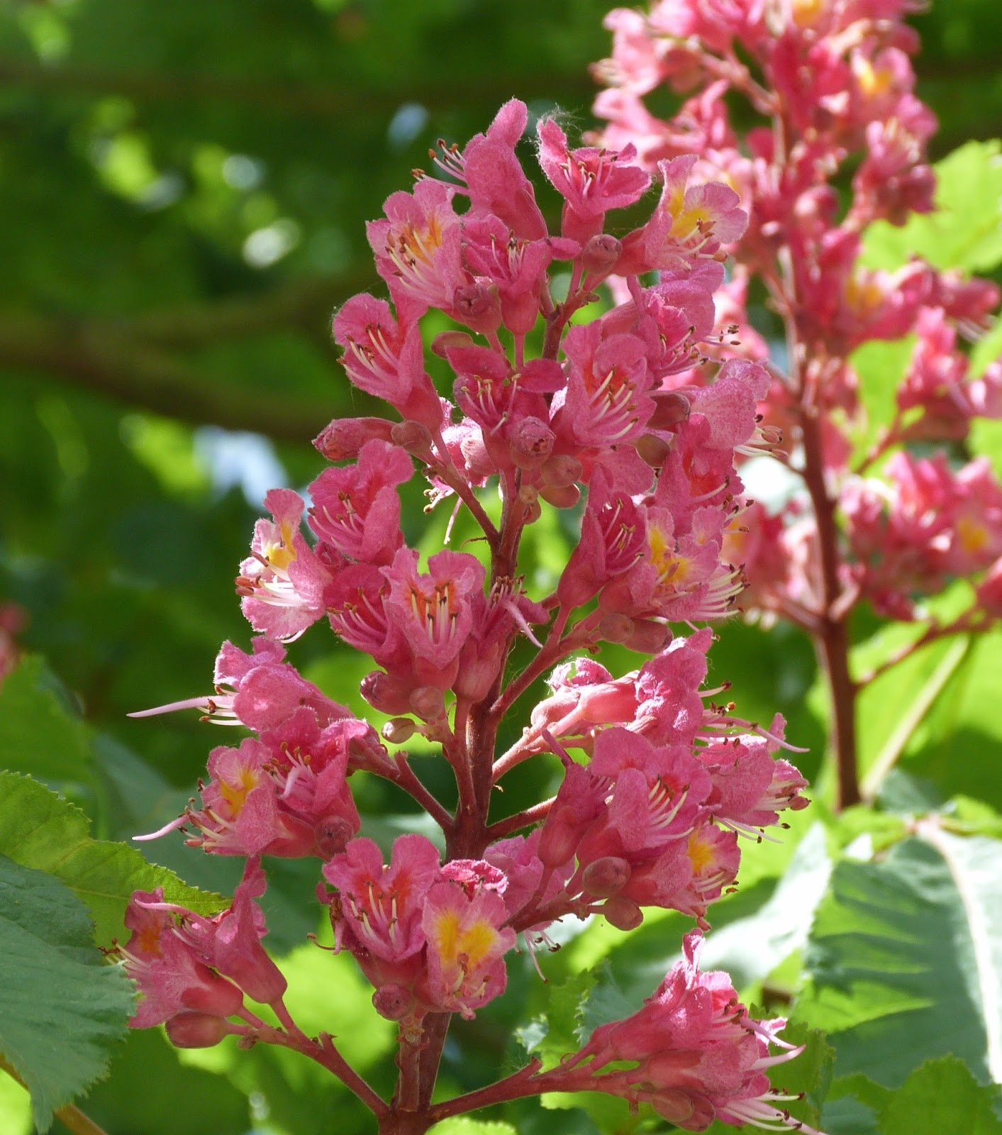 Fleurs de Bach et élixirs floraux