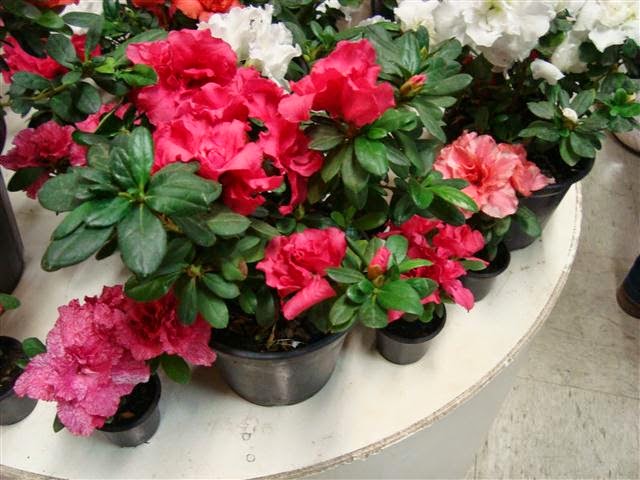 AZALÉIA - RHODODENDRON SIMSII | Rosa De Sarom