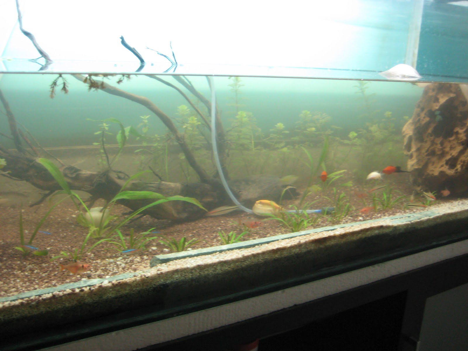 My Fresh Water Aquarium Natural Planted Tank (Walstad Method