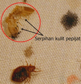 Bed Bugs : Berpunca dari Barang Terpakai? | Pest Control Selangor dari  RM130/servis | Anai-anai, Kutu Kucing, Lipas, Nyamuk, Pepijat