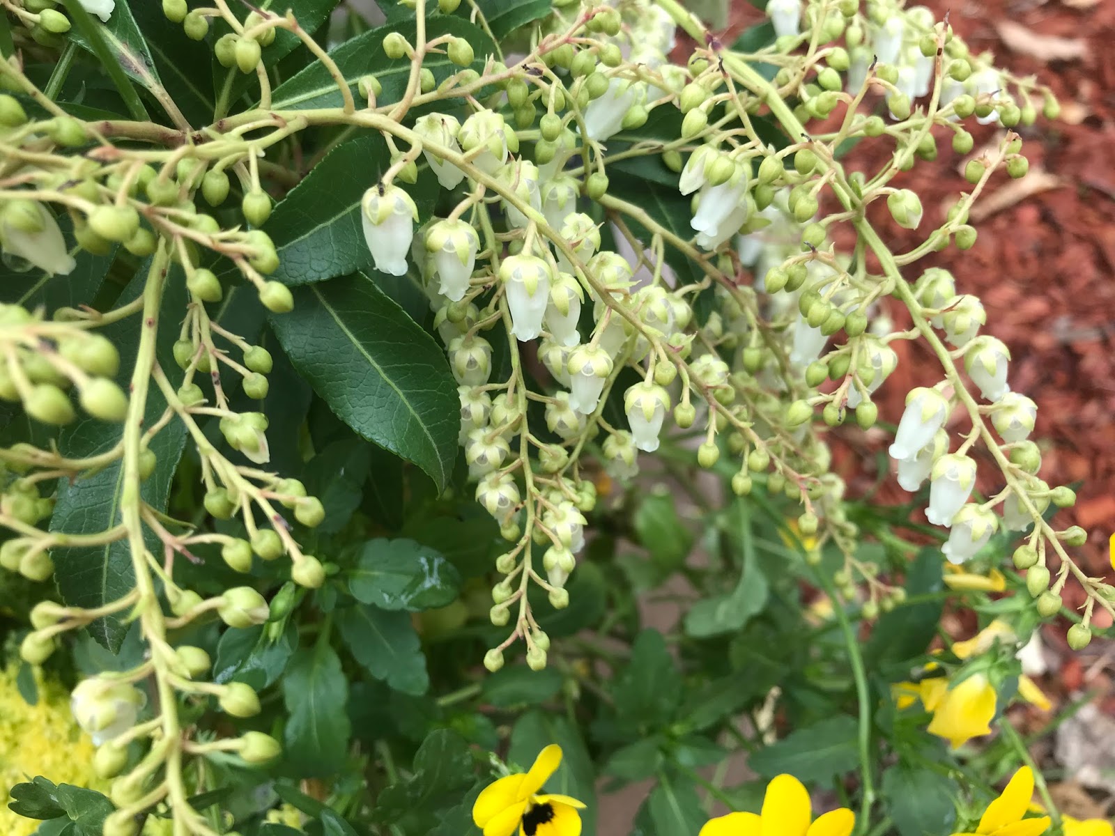 Grandma's Enchanted Fairy Garden Forest Flame Lily of the Valley