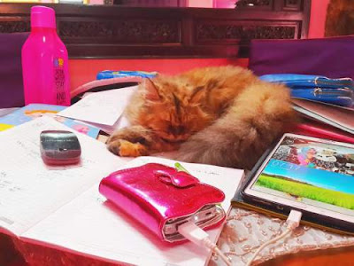 50 Perbedaan Kucing Jantan Dan Betina Dari Ciri Ciri Fisik Kebiasaan Sifat Dan Perilaku Berkucing