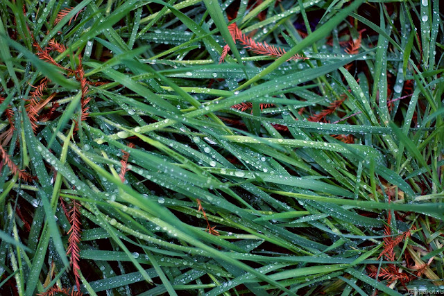 Адлерские травы. Капли дождя. 