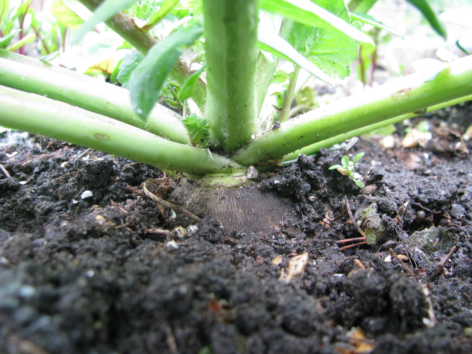 Round Black Spanish Radish Черная редька My experimental plant