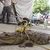 Atraparon a 30 cocodrilos en Tamaulipas