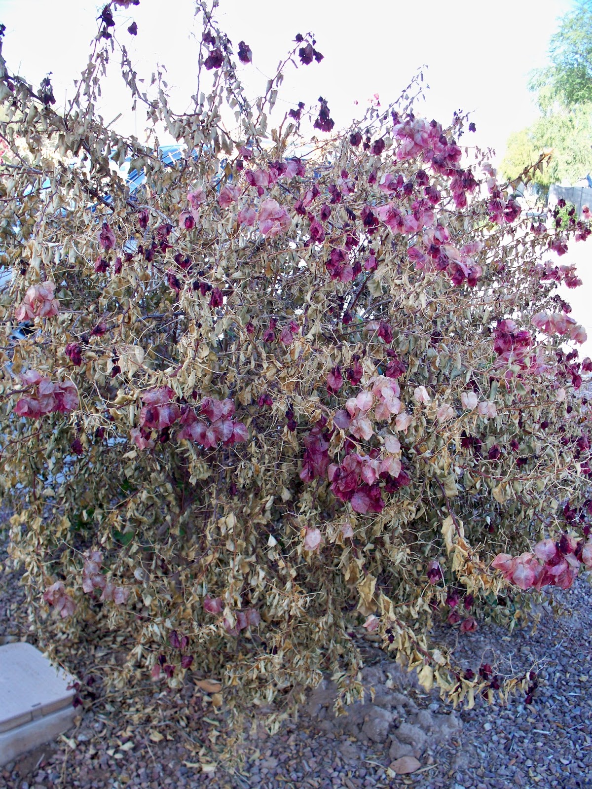 Xtremehorticulture of the Desert Bougainvillea Comes Back from the Dead