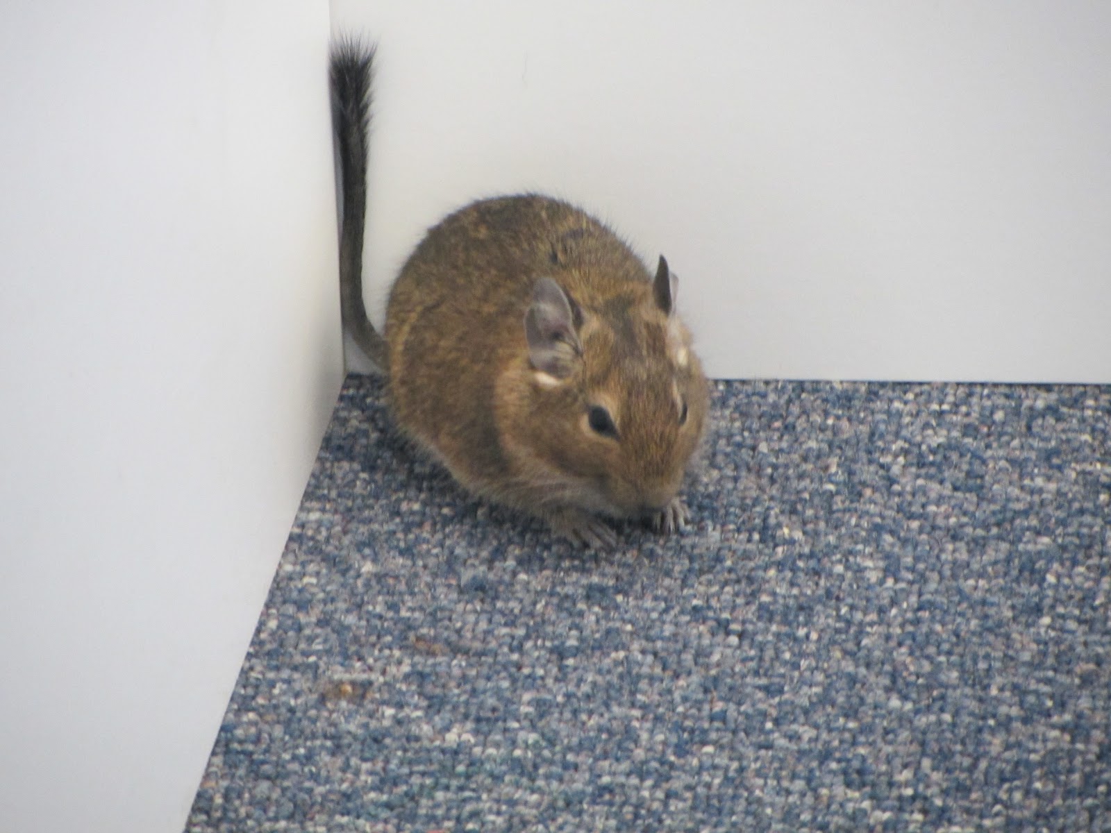 Rainbow Eggheads Digital Classroom: The Degus - Photos by Millie