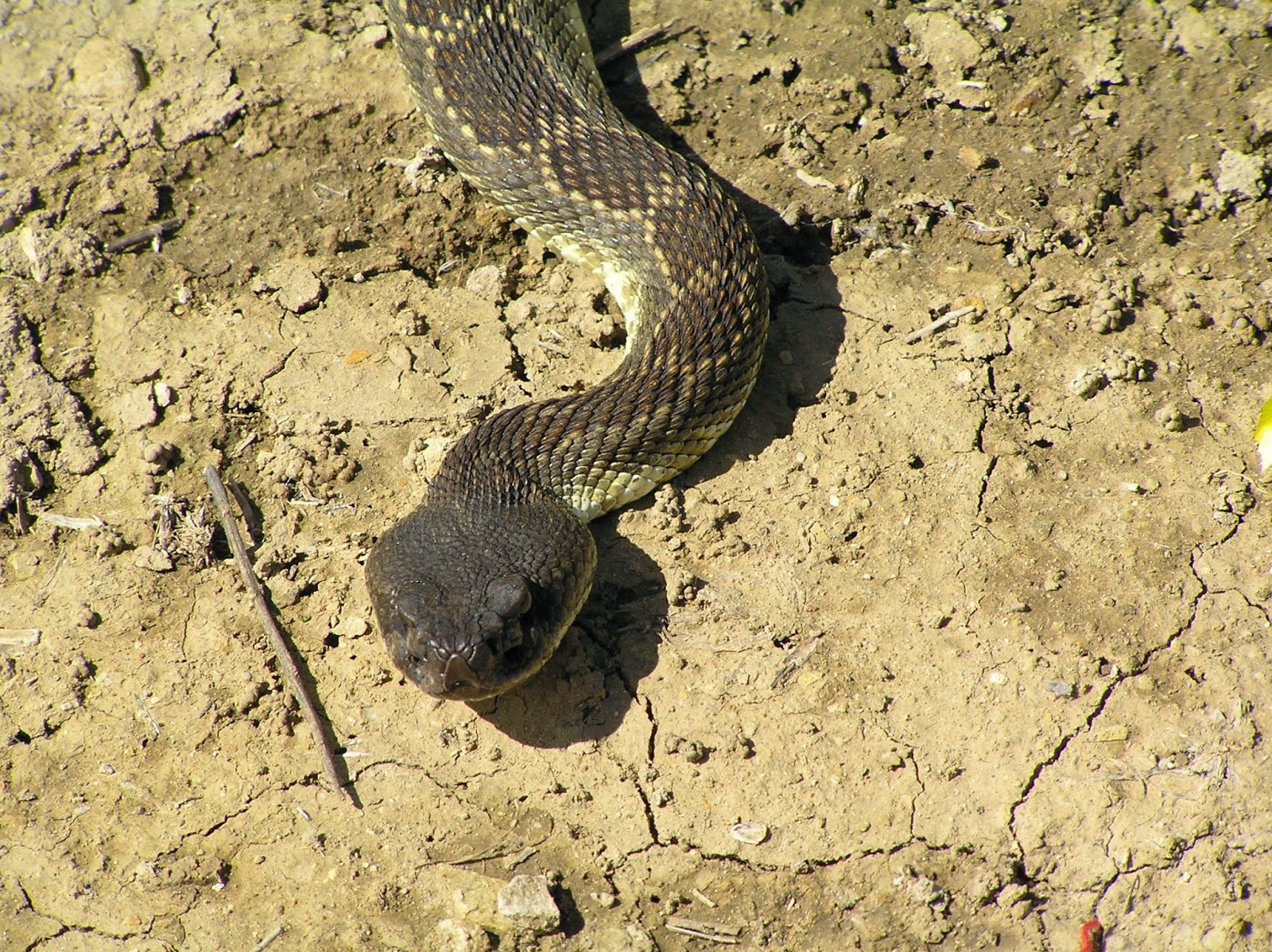 Puente Hills Nature: Shaking it Up with Rattlesnakes - by Bo Gould (intern)