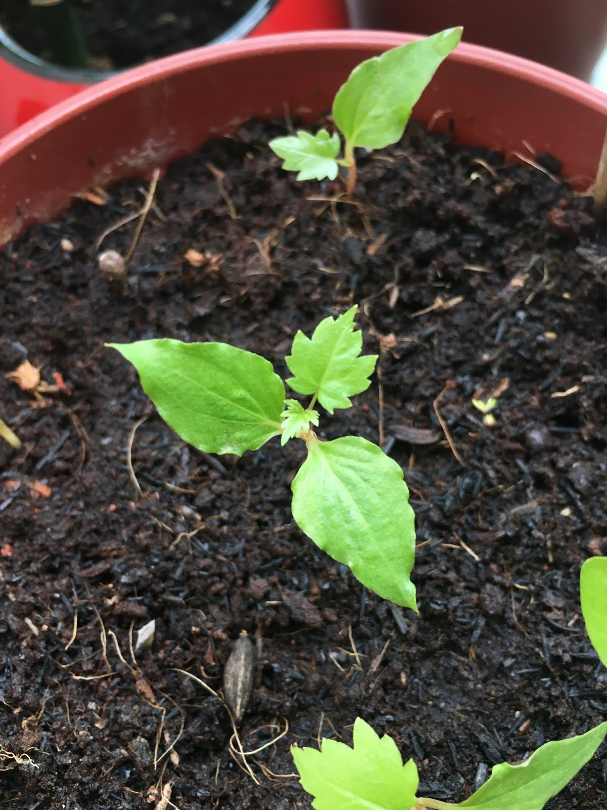 SG My Life Is Good Growing grapevine from seeds in Singapore