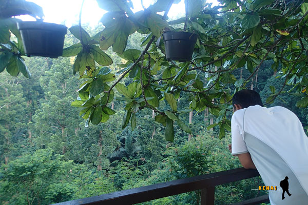 belum berhasil melihat migrasi burung raptor migrasi burung raptor
