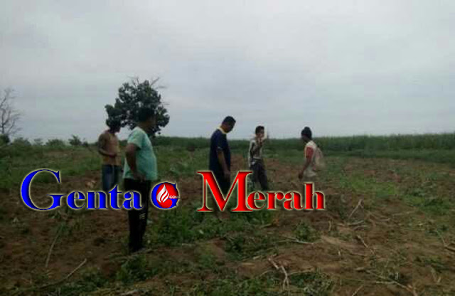 Sadis..Mengaku Telah Kontrak Rp120 Juta Dengan Balai Besar, Koperasi PPH Lampura Gusur Tanaman Warga