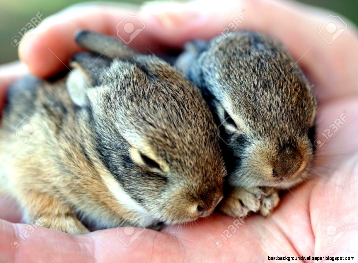 A Pair Of Baby Cottontail Rabbits Rest In A Single Human Hand